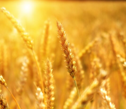 Lonja Agropecuaria de Salamanca del 28 de junio de 2021