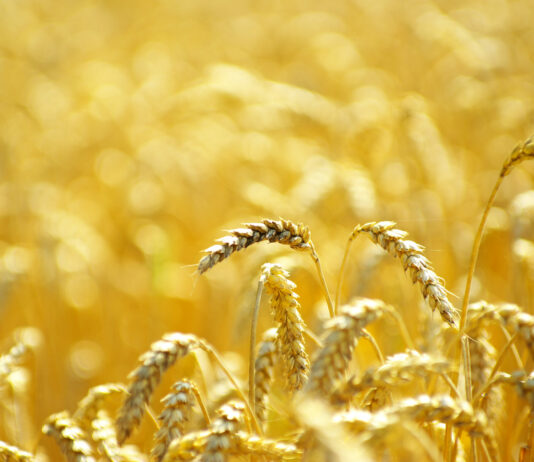 Lonja Agropecuaria de Salamanca del 13 de septiembre de 2021