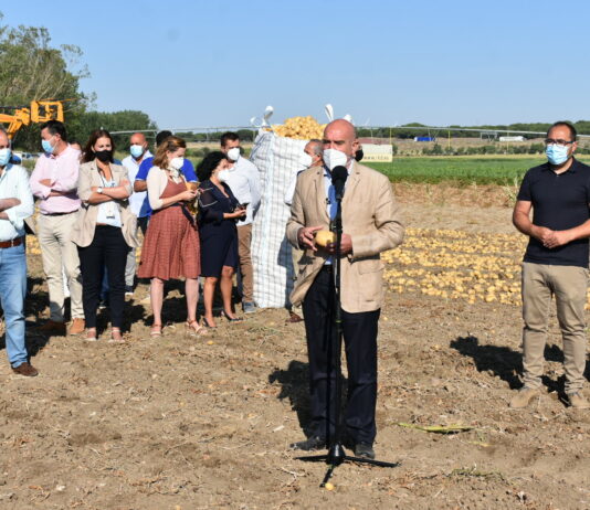 La patata de Castilla y León muestra la calidad a la distribución para alargar los meses que se adquiere este producto con origen en la comunidad En el centro, Jesús Julio Carnero, consejero de Agricultura, Ganadería y Desarrollo Rural.