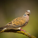 La tórtola común estará exenta de caza en los próximos años