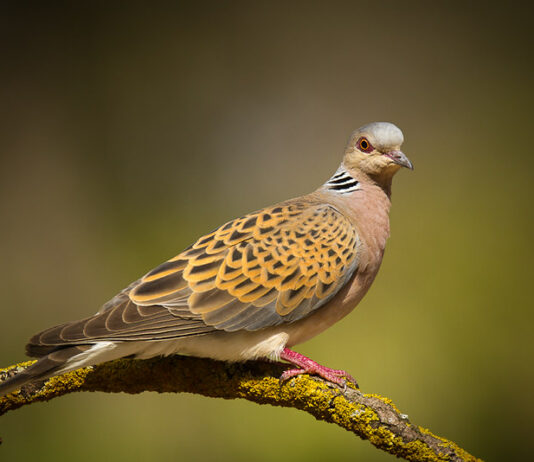 La tórtola común estará exenta de caza en los próximos años