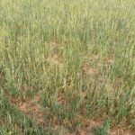 Agroseguro ya ha abonado casi 35 millones de euros de indemnizaciones por daños en cultivos herbáceos