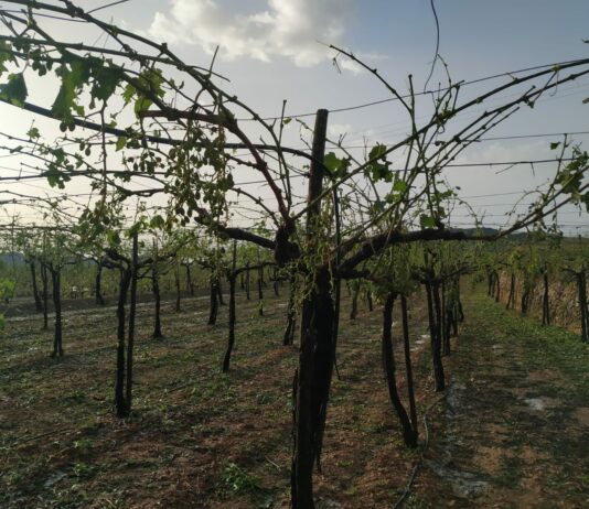 La convulsa meteorología del primer semestre de 2021 eleva las indemnizaciones previstas por Agroseguro hasta los 461 millones de euros