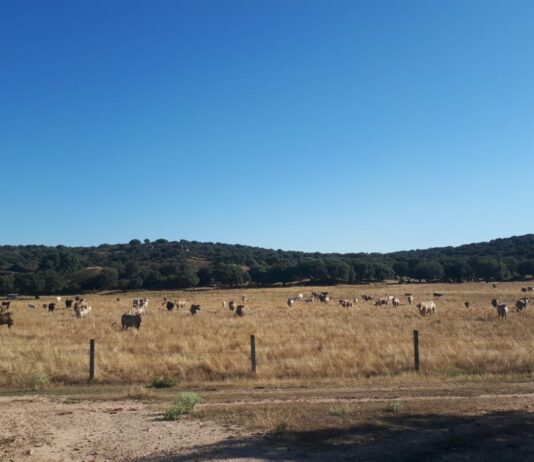 ASAJA Salamanca pide a Sánchez el cese inmediato del ministro de Consumo Vacas de carne, en una explotación salmantina.