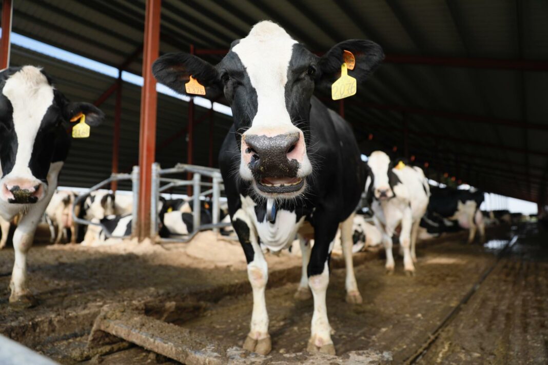 WhatsApp Image 2021-07-26 at 08.27.05