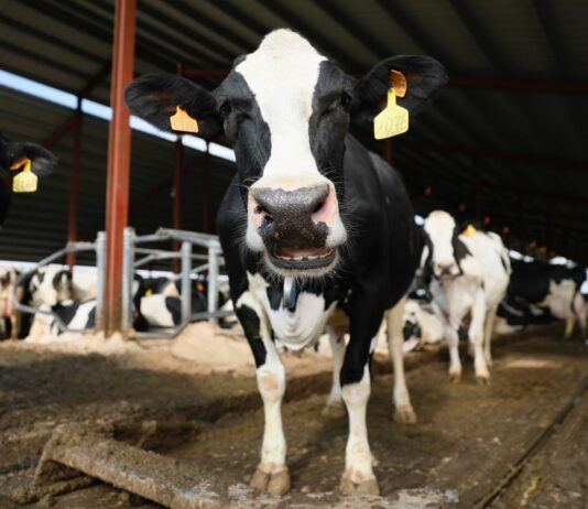 ASAJA exige un acuerdo producción-industria-distribución para hacer frente a la grave crisis del sector lechero español