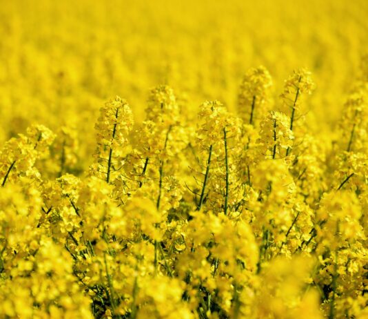 Lonja Agropecuaria de Salamanca del 5 de julio de 2021