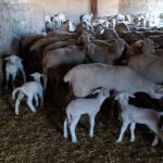 Hasta el 28 de julio se podrán solicitar las ayudas a la reposición de hembras de ganado ovino y caprino