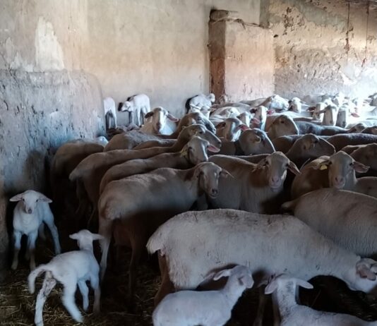 Hasta el 28 de julio se podrán solicitar las ayudas a la reposición de hembras de ganado ovino y caprino