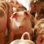 La peste porcina africana llega a tres granjas de cerdos en Alemania
