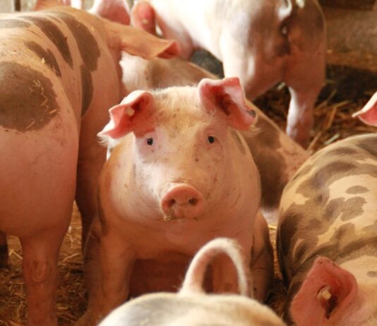 Lonja Agropecuaria de Salamanca del 27 de diciembre de 2021