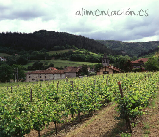 Luz verde a 123 hectáreas nuevas de viñedo en Castilla y León