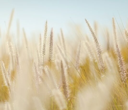 Lonja Agropecuaria de Salamanca del 12 de julio de 2021