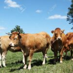10567244-los-rebaños-de-ganado-limousin-vacas-y-toro-dormitando-al-sol-en-un-potrero-