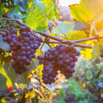 Las Denominaciones de Origen salmantinas recibirán nuevas hectáreas de viñedo