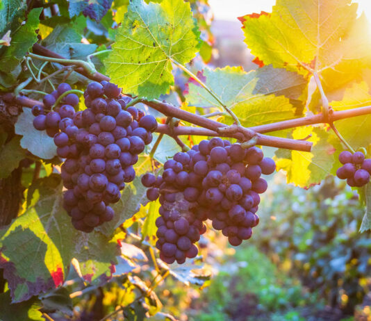 Las Denominaciones de Origen salmantinas recibirán nuevas hectáreas de viñedo