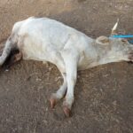 Reproductora muerta, en el suceso del 26 de agosto. FOTO CEDIDA POR LOS AFECTADOS.