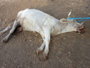 Reproductora muerta, en el suceso del 26 de agosto. FOTO CEDIDA POR LOS AFECTADOS.