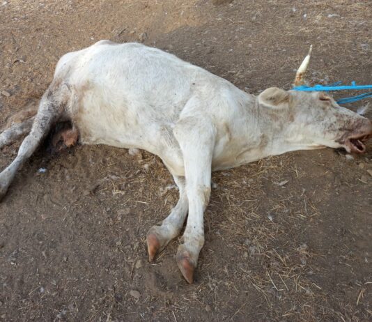 ASAJA Salamanca lamenta un nuevo ataque de buitres en la comarca de Ciudad Rodrigo Reproductora muerta, en el suceso del 26 de agosto. FOTO CEDIDA POR LOS AFECTADOS.