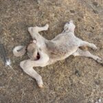 Becerro sin vida, en el suceso del 26 de agosto. FOTO CEDIDA POR LOS AFECTADOS.