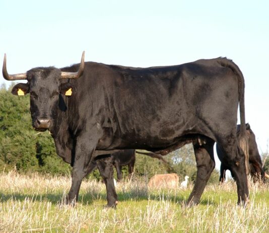 El Banco Nacional de Germoplasma Animal refuerza su papel como garante de la conservación de los recursos genéticos animales