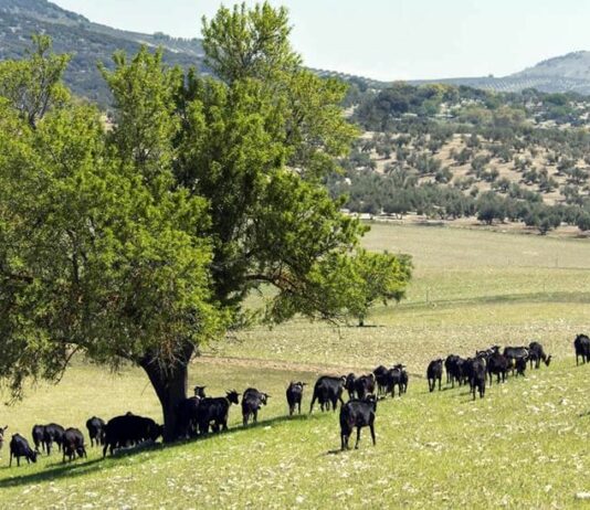 La Junta destina 2,5 millones de euros a la ayuda para la prestación del servicio de asesoramiento a explotaciones agrarias, forestales y PYMES del medio rural en el año 2022