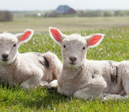 Lonja Agropecuaria de Salamanca del 30 de agosto del 2021
