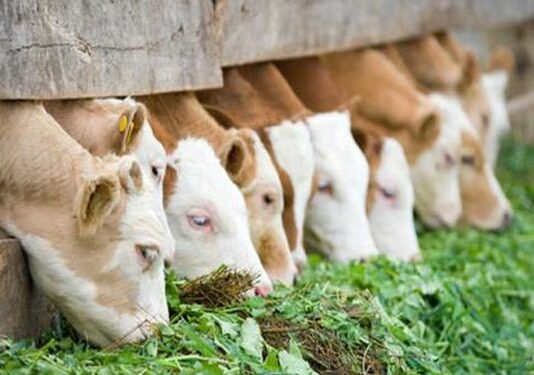 Lonja Agropecuaria de Salamanca del 23 de agosto del 2021
