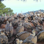 Castilla y León, la comunidad autónoma con mayor número de muladares del país