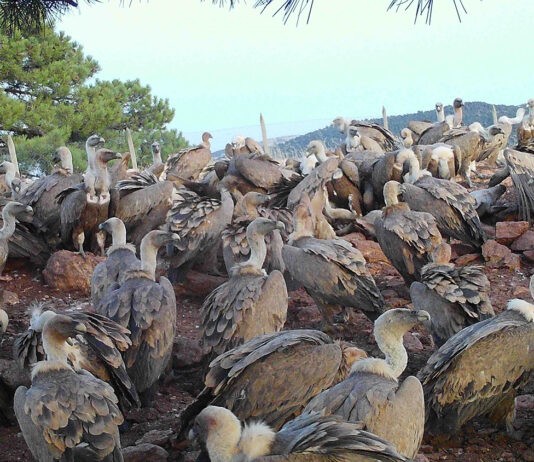 Castilla y León, la comunidad autónoma con mayor número de muladares del país