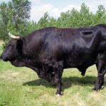 La Consejería de Agricultura, Ganadería y Desarrollo Rural destina 145.000 euros a impulsar y conservar las razas autóctonas