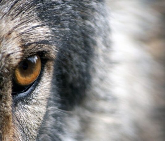 ASAJA, COAG y UPA acusan al Gobierno de condenar a la ganadería a su extinción al blindar al lobo