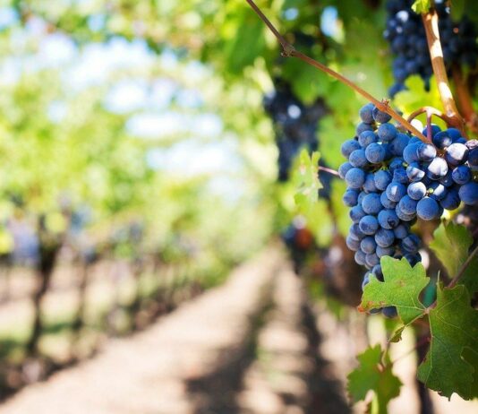 La Consejería de Agricultura, Ganadería y Desarrollo Rural convoca las elecciones de los consejos reguladores de las denominaciones de origen de vino