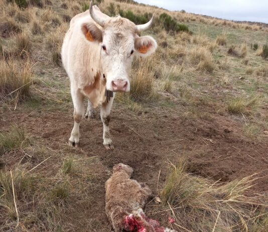 ASAJA critica la prepotencia de la ministra Ribera y pide su dimisión por atentar contra lo que presume de defender, la población rural