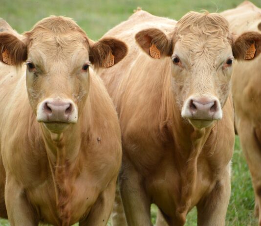 Lonja Agropecuaria de Salamanca del 20 de septiembre de 2021