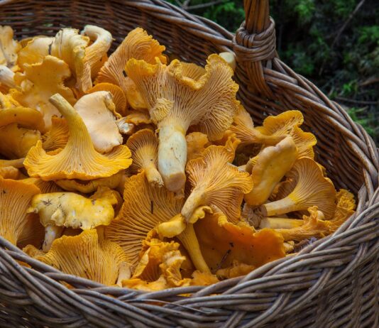 El Parque Micológico ‘Sierras de Francia, Béjar, Quilamas y El Rebollar’, el primero de Castilla y León