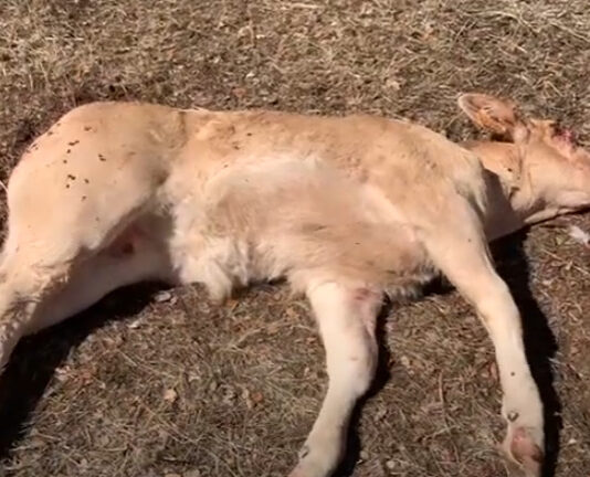 ASAJA Salamanca lamenta un nuevo ataque de buitres a ganado vivo