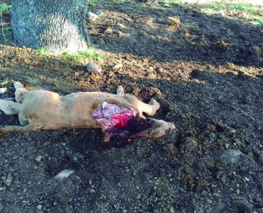 Nuevo puntapié a la ganadería salmantina Ternero muerto a causa de un ataque de lobo en la provincia de Salamanca.