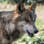 La Junta anuncia la presentación de un recurso contencioso-administrativo ante la Audiencia Nacional por la inclusión del lobo en el Lespre