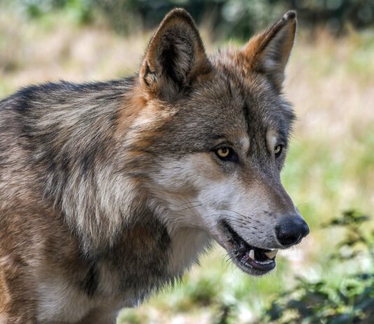 La Junta anuncia la presentación de un recurso contencioso-administrativo ante la Audiencia Nacional por la inclusión del lobo en el Lespre
