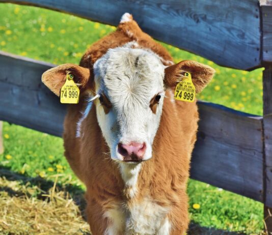 Lonja Agropecuaria de Salamanca del 18 de octubre de 2021