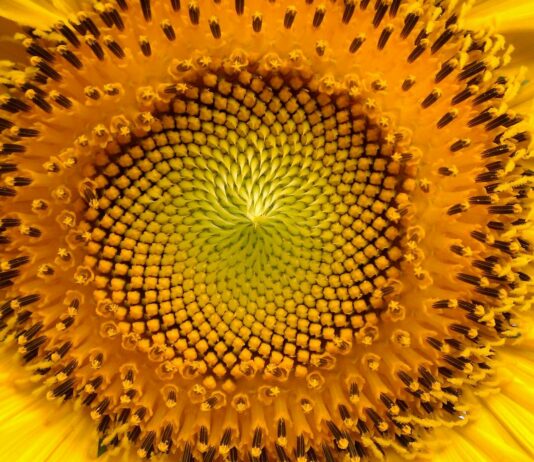 Lonja Agropecuaria de Salamanca del 11 de octubre de 2021