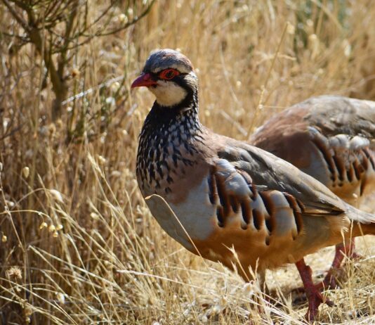 La tarjeta de cazador deberá incluir el plan cinegético vigente del coto