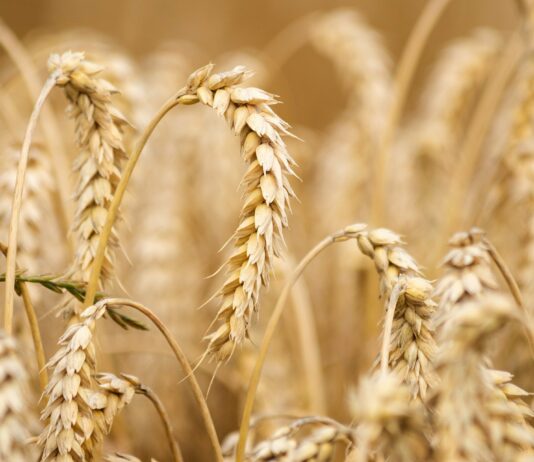 Lonja Agropecuaria de Salamanca del 4 de octubre de 2021