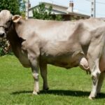 Publicado el convenio del ganado vacuno selecto de raza parda