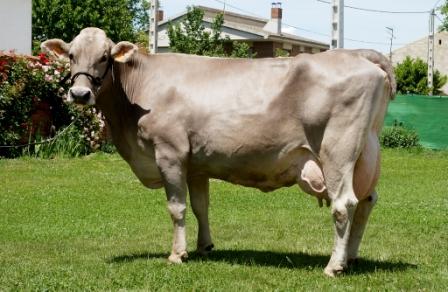 Publicado el convenio del ganado vacuno selecto de raza parda