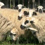 30.000 euros a la asociación para la selección y mejora genética de ovino y caprino de Castilla y León