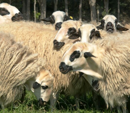 30.000 euros a la asociación para la selección y mejora genética de ovino y caprino de Castilla y León