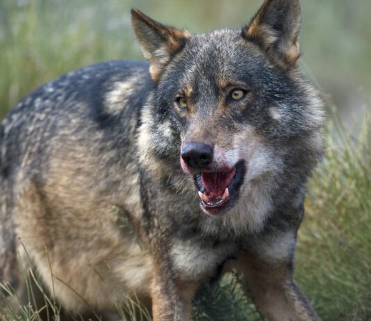 ASAJA, COAG y UPA presentan recurso contencioso-administrativo contra la orden del lobo ante la Audiencia Nacional