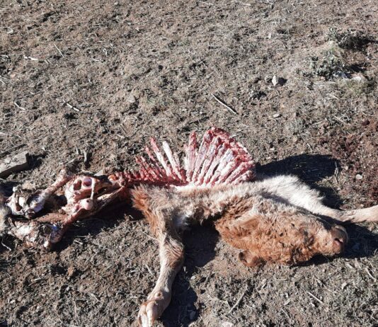 ASAJA Salamanca alerta de un ataque de buitres cerca del Hospital de Los Montalvos